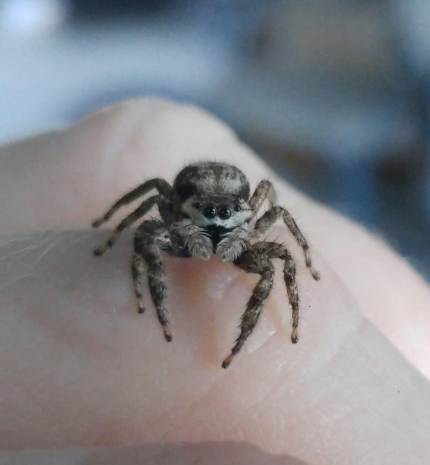 I'm no expert so the ID is just a guess, but I'm 95% certain about it. I'd also guess a female based on the length of the spider, which you can't see well in this photo.  <br />
<br />
It's certainly not professional photography, but I don't think it's half bad for a one-handed smartphone photo!