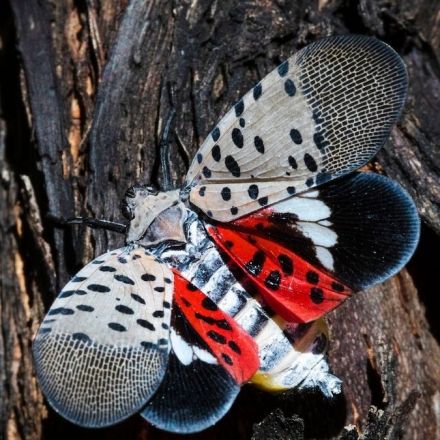 Inside the race to stop lanternflies—before they get to a town near you